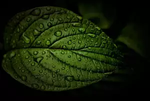 Chlorofyl