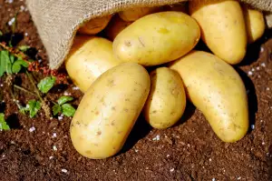 Zapečené Brambory S Masem