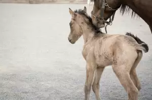 My Little Pony Hračky